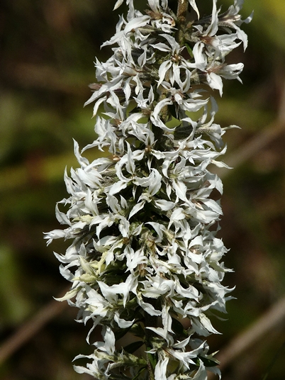 {Liatris elegans var. elegans}